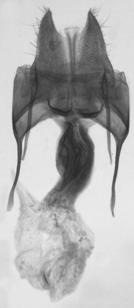 /filer/webapps/moths/media/images/E/elgonensis_Sciomesa_GFPT_MNHN_66.jpg