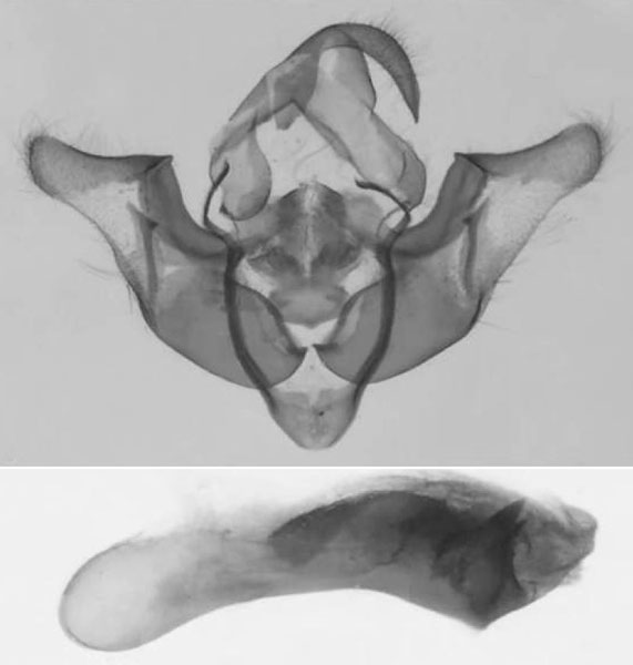 /filer/webapps/moths/media/images/E/elgonensis_Sciomesa_GMHT_MNHN.jpg