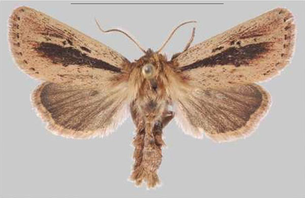 /filer/webapps/moths/media/images/E/elgonensis_Sciomesa_HT_MNHNa.jpg