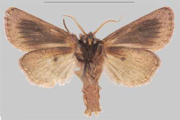 /filer/webapps/moths/media/images/E/elgonensis_Sciomesa_HT_MNHNb.jpg