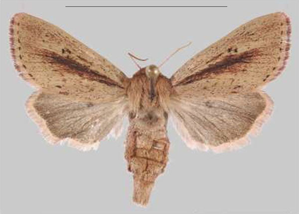 /filer/webapps/moths/media/images/E/elgonensis_Sciomesa_PTF_MNHNa.jpg