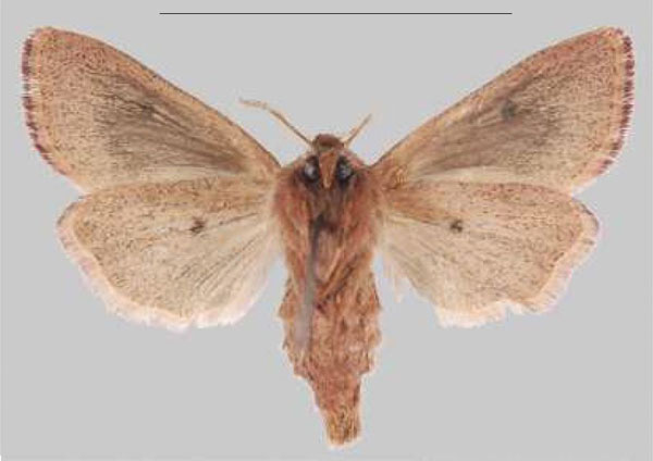 /filer/webapps/moths/media/images/E/elgonensis_Sciomesa_PTF_MNHNb.jpg