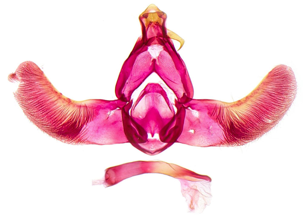 /filer/webapps/moths/media/images/E/elgozmanyi_Thubdora_GMHT_NHMO.jpg