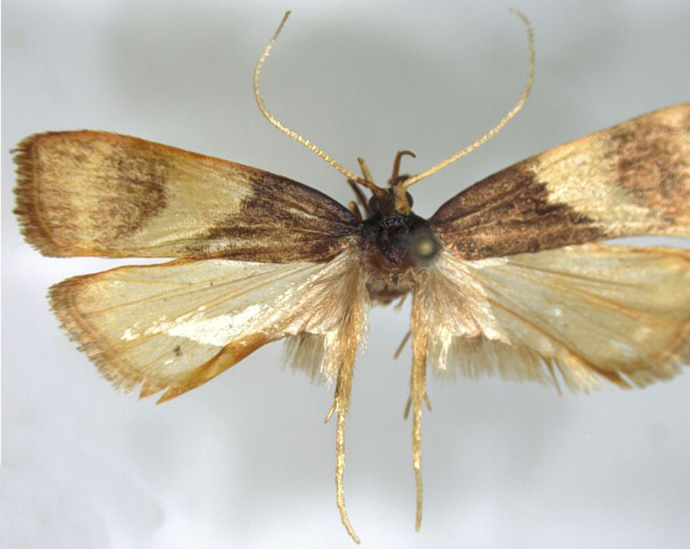 /filer/webapps/moths/media/images/E/elgozmanyi_Thubdora_HT_NHMO.jpg