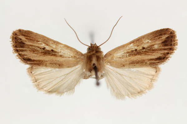 /filer/webapps/moths/media/images/E/elisa_Aletia_A_RMCA.jpg