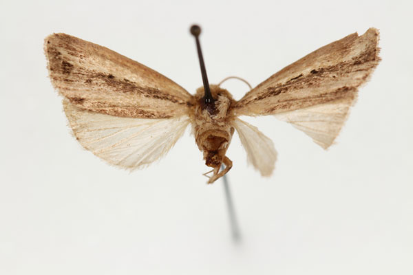 /filer/webapps/moths/media/images/E/elisa_Aletia_HT_RMCA_02.jpg