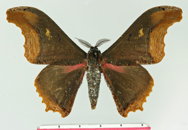 /filer/webapps/moths/media/images/E/elisabethae_Micragone_AM_Basquin.jpg