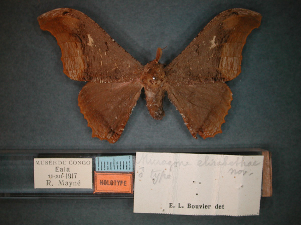 /filer/webapps/moths/media/images/E/elisabethae_Micragone_HT_RMCA_01.jpg