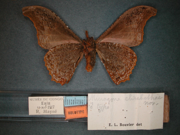 /filer/webapps/moths/media/images/E/elisabethae_Micragone_HT_RMCA_02.jpg