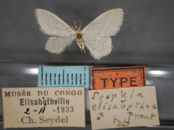 /filer/webapps/moths/media/images/E/elisabethae_Scopula_HT_RMCA_01.jpg
