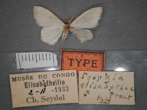 /filer/webapps/moths/media/images/E/elisabethae_Scopula_HT_RMCA_02.jpg