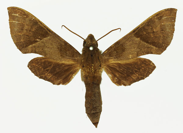 /filer/webapps/moths/media/images/E/elisabethae_Temnora_AF_Basquin.jpg