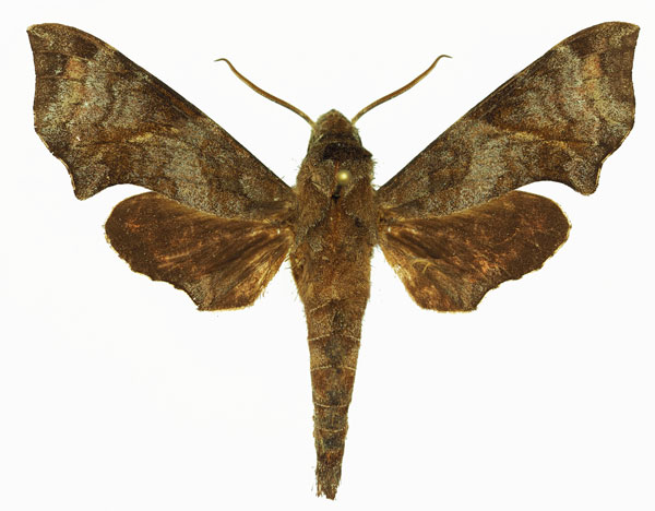 /filer/webapps/moths/media/images/E/elisabethae_Temnora_AM_Basquin_02a.jpg