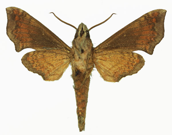 /filer/webapps/moths/media/images/E/elisabethae_Temnora_AM_Basquin_02b.jpg