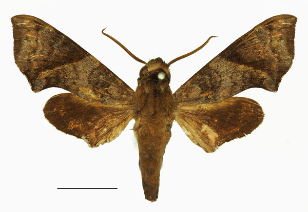 /filer/webapps/moths/media/images/E/elisabethae_Temnora_AM_Basquin_03.jpg