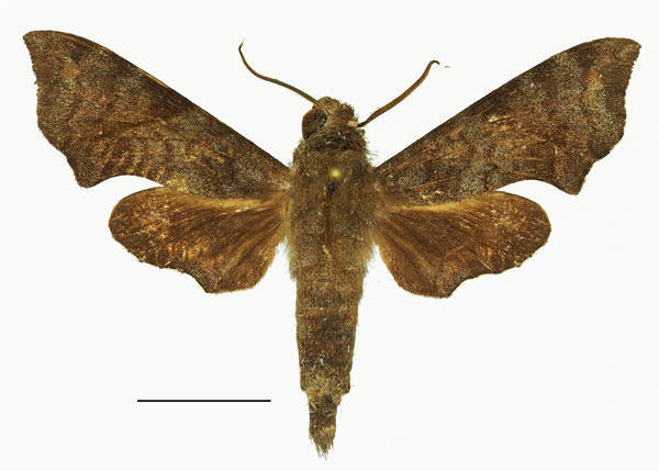 /filer/webapps/moths/media/images/E/elisabethae_Temnora_AM_Basquin_04.jpg