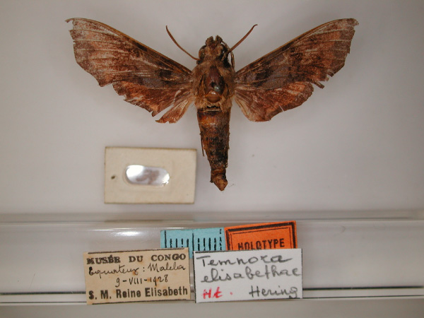 /filer/webapps/moths/media/images/E/elisabethae_Temnora_HT_RMCA_01.jpg