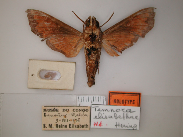 /filer/webapps/moths/media/images/E/elisabethae_Temnora_HT_RMCA_02.jpg