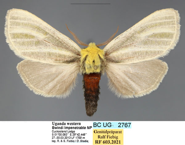 /filer/webapps/moths/media/images/E/ellenae_Antheua_PTM_Fiebig.jpg