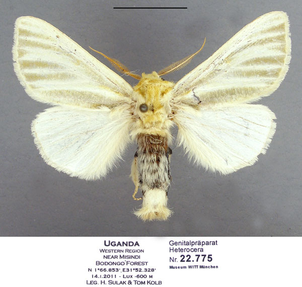 /filer/webapps/moths/media/images/E/ellenae_Antheua_PTM_Schintlmeister.jpg