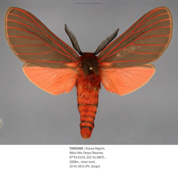 /filer/webapps/moths/media/images/E/elleni_Metarctia_PTM_Fiebiga.jpg
