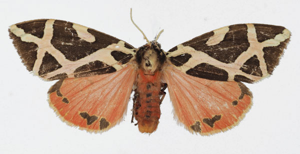 /filer/webapps/moths/media/images/E/ellioti_Seydelia_AF_Basquin.jpg