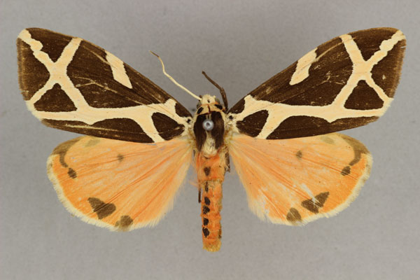 /filer/webapps/moths/media/images/E/ellioti_Seydelia_AM_BMNH_02.jpg