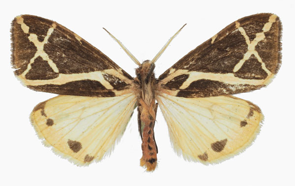 /filer/webapps/moths/media/images/E/ellioti_Seydelia_AM_Basquin.jpg