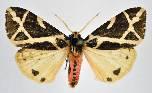 /filer/webapps/moths/media/images/E/ellioti_Seydelia_AM_NHMO.jpg