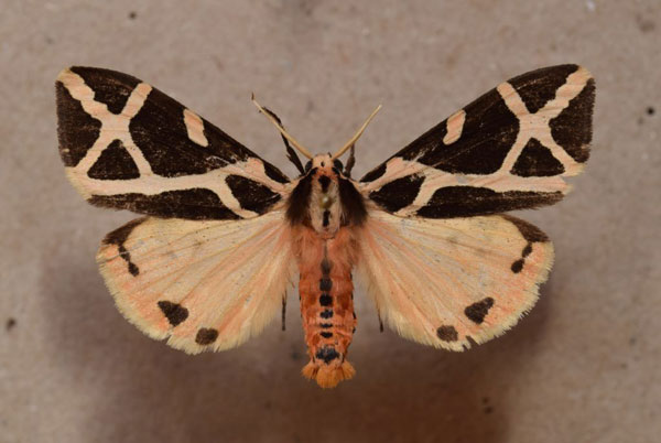/filer/webapps/moths/media/images/E/ellioti_Seydelia_A_Butler_01.jpg