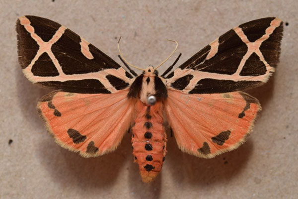 /filer/webapps/moths/media/images/E/ellioti_Seydelia_A_Butler_02.jpg