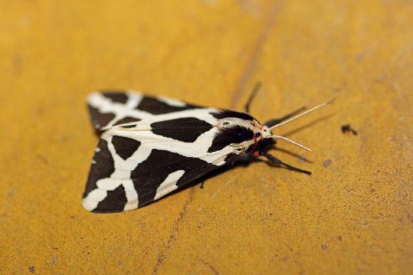 /filer/webapps/moths/media/images/E/ellioti_Seydelia_A_Voaden.jpg
