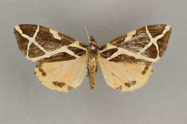 /filer/webapps/moths/media/images/E/ellioti_Seydelia_HT_BMNH.jpg