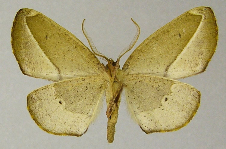 /filer/webapps/moths/media/images/E/ellipsis_Drepanogynis_PTM_ZSMb.jpg