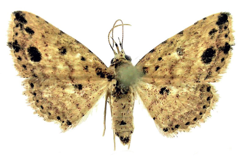 /filer/webapps/moths/media/images/E/ellipsomacula_Alloscotia_HT_ZSMa.jpg