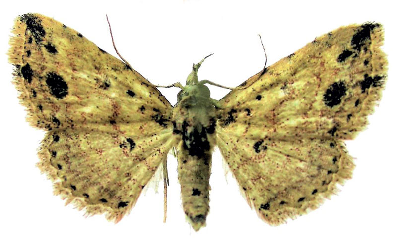/filer/webapps/moths/media/images/E/ellipsomacula_Alloscotia_PTM_Fischer.jpg