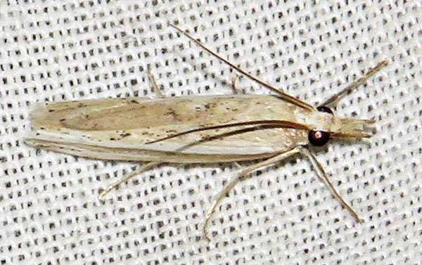 /filer/webapps/moths/media/images/E/ellipticellus_Crambus_A_Braun_06.jpg