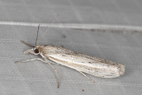/filer/webapps/moths/media/images/E/ellipticellus_Crambus_A_Heyns_02.jpg