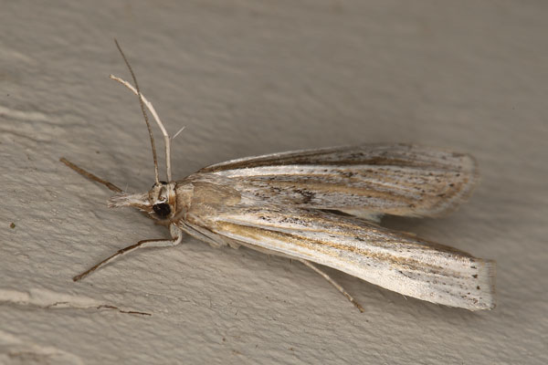 /filer/webapps/moths/media/images/E/ellipticellus_Crambus_A_Heyns_03.jpg