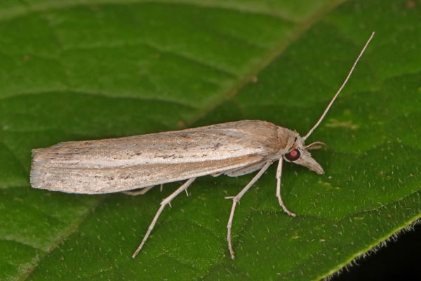 /filer/webapps/moths/media/images/E/ellipticellus_Crambus_A_Heyns_04.jpg