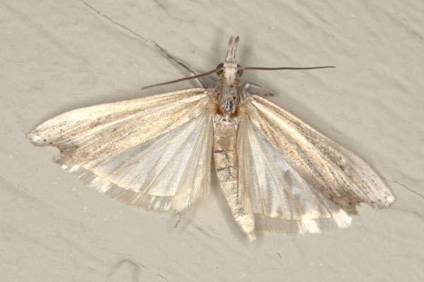/filer/webapps/moths/media/images/E/ellipticellus_Crambus_A_Heyns_05.jpg