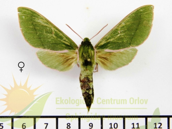/filer/webapps/moths/media/images/E/ellisoni_Chaerocina_AF_SMCR_02.jpg