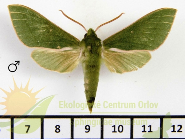 /filer/webapps/moths/media/images/E/ellisoni_Chaerocina_AM_SMCR_01.jpg
