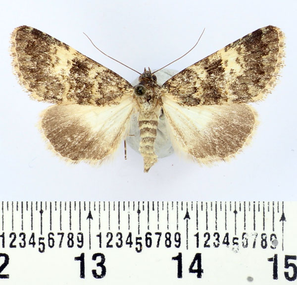 /filer/webapps/moths/media/images/E/ellisoni_Drasteriodes_AF_BMNH.jpg