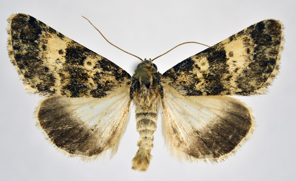 /filer/webapps/moths/media/images/E/ellisoni_Drasteriodes_AM_NHMO.jpg