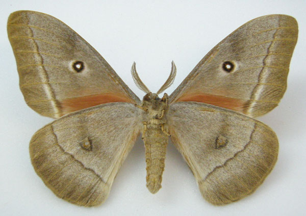 /filer/webapps/moths/media/images/E/ellisoni_Gonimbrasia_HT_NHMUKb.jpg