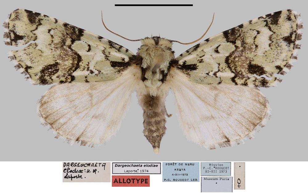 /filer/webapps/moths/media/images/E/elodiae_Dargeochaeta_AT_MNHN.jpg