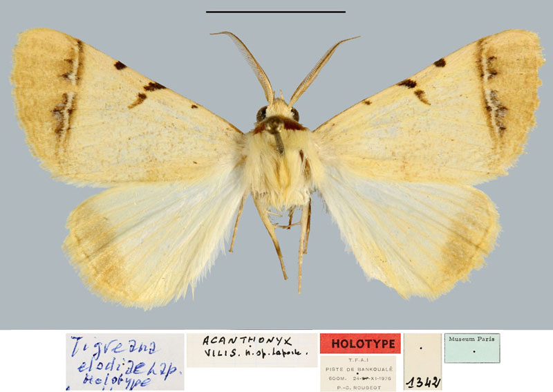 /filer/webapps/moths/media/images/E/elodiae_Tigreana_HT_MNHN.jpg
