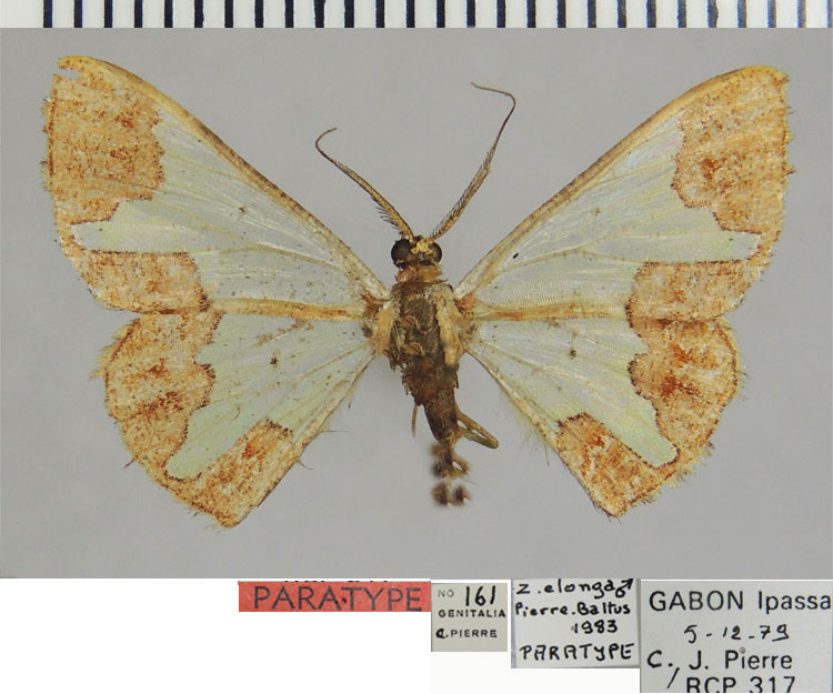 /filer/webapps/moths/media/images/E/elonga_Zamarada_PTM_ZSMa.jpg