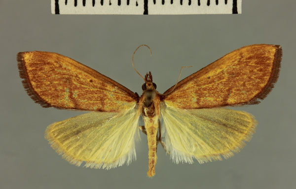 /filer/webapps/moths/media/images/E/elongalis_Crocidophora_AT_MNHN.jpg